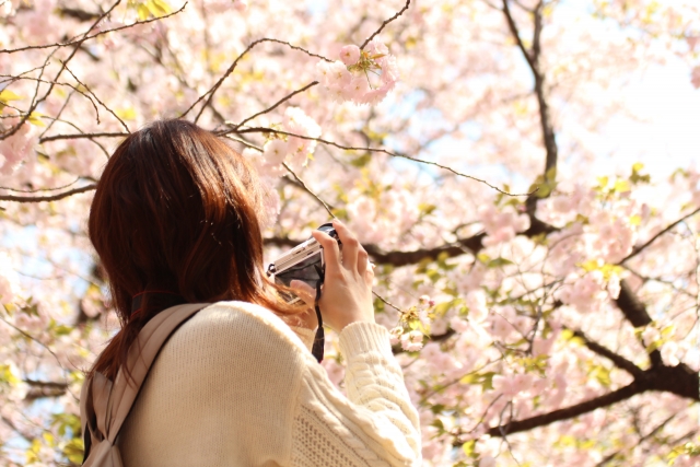 桜　カメラ